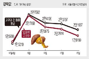 ‘호풍미’ 재배 붐…공급 늘며 고구마값 약세