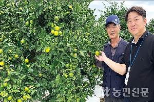 [산지 확대경] 노지감귤, 생산량 늘고 작황 양호…시세 흐름 ‘청신호’