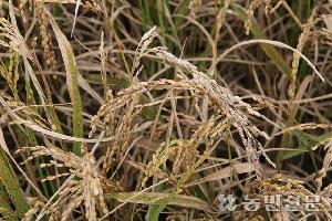 ‘벼 깨씨무늬병’ 피해농가 11월말까지 복구비 지급