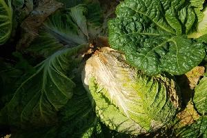 가을장마에 배추 무름병 비상…맑은 날 수확하고 병든 잎 골라내야