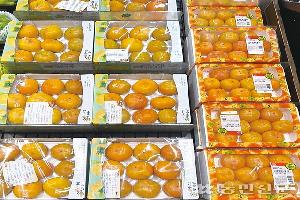 ‘반시’ 탄저병 확산에 생산량 ‘뚝’…품위 저하로 시세 약세