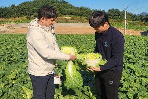 김장철 배추 수급 ‘청신호’…값 약세 전망