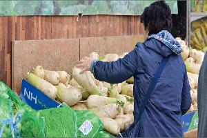 김장철 앞두고 배추값 ‘하향 안정세’ 전망