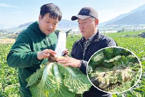 배추, 무름병 피해에도 김장물량 ‘충분’