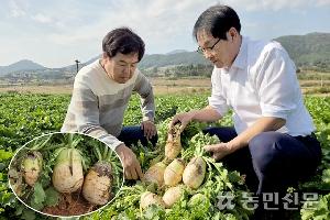 다발무, 병해 확산에 생산량 반토막…수급 ‘불안’