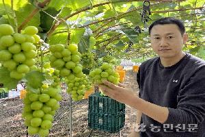 “샤인머스캣 아직 죽지 않았다”…품질로 부활 도전