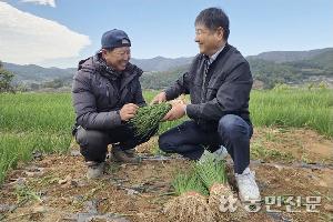 김장용 쪽파·반청갓 가을비에 생육 부진…값 ‘강세’