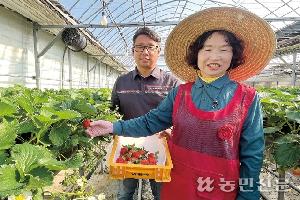 [산지 확대경] 딸기, 이상기상 탓 소과 많아…시세 약세 출발