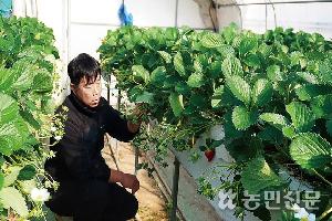 ‘가공용 딸기’ 수집상 발길 뚝…판로 막혀 농가 ‘전전긍긍’