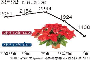 [한눈에 보는 시세] 포인세티아, 반입량 감소에도 가격 평년수준
