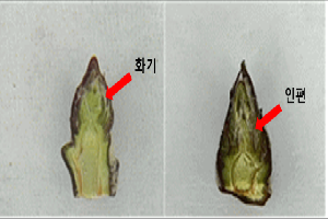 “사과 가지치기 전 꽃눈분화율 확인하세요”