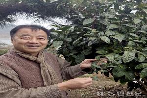친환경재배 고집…국내 첫 대엽종 차나무 증식 성공