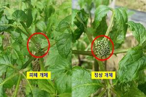 “인삼 꽃샘추위 피해 미리 대비하세요