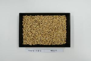 찹쌀·향미·유색미…“특수미 종자 신청하세요”