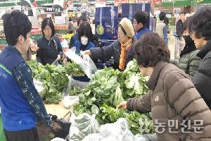 봄동 열풍 이어가려면 품질 관리가 ‘먼저’