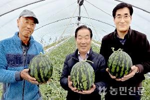 수박, 당도·식감 좋지만 대과 비중은 낮아