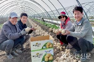 [산지 확대경] 시설봄감자, 생산량 다소 늘고 알 작아…시세 강세 출발
