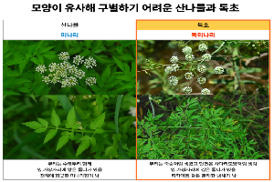 “두릅·미나리인 줄”…무심코 먹은 ‘산나물’ 알고 보니 독초?