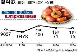 [한눈에 보는 시세] 토마토, 생산량 늘고 소비 줄어 전년대비 ‘약세’
