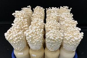 버리는 사과·배 나뭇가지로 배지 만들면…팽이버섯 수확량 9% ↑