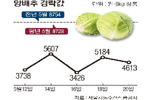 [한눈에 보는 시세] 양배추, 반입량 많고 소비는 침체…‘약세늪’서 허우적