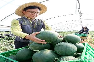 2일 전북 고창군 공음면에 있는 농장에서 강대성 고창미니수박연합회장과 농민들이 ‘세자수박’ 첫 출하작업을 하고 있다. 미니수박인 ‘세자수박’의 무게는 2∼3.5㎏으로, 당도 12브릭스(Brix) 이상의 달콤한 맛이 일품이다.   고창=김병진 기자