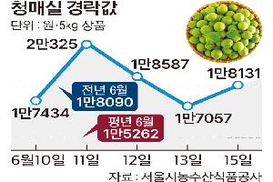 [한눈에 보는 시세] 매실, 대과 물량 적어…크기별 가격차 클듯