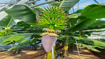 이달의 과일 바나나