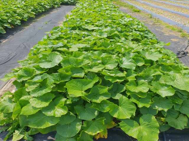 곤달비 친환경 재배 사진